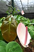 Anthurium culture in shade Mauritius  ; In the vicinity of Grand Bassin, planting St. Aubin was founded in the 19th century. It produces sugar cane, rum, vanilla and flowers such as anthuriums 