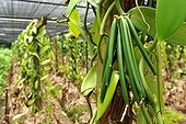 Gousses de Vanille vertes sur plant Ile Maurice ; Dans les environs de Grand Bassin, la plantation Saint-Aubin a été fondée au 19e siècle. On y produit de la canne a sucre, du rhum, de la vanille et fleurs telles que les anthuriums