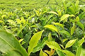Tea Plantation in Mauritius  ; In the highlands of south-west to Grand Bassin, tea plantations like Bois Fleuri is a legacy of the British presence. Open to the public, the plant helps to understand the whole process of manufacture 