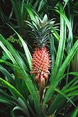 Ananas Botanical Garden Pamplemousses Mauritius ; In the highlands of south-west to Grand Bassin, tea plantations like Bois Fleuri is a legacy of the British presence. Open to the public, the plant helps to understand the whole process of manufacture 