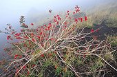 Arbuste en fruits sur les pentes de l'Etna Sicile Italie ; Le volcan Etna, toujours actif, attire chaque année des milliers de visiteurs qui grimpent jusqu’à 2 500m d'altitude découvrir les cratères et coulées de lave des années 2001 et 2003 tout juste colonisées par des plantes pionnières.