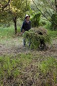 Mowing down in an organic garden