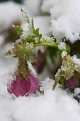 Lenten rose in bloom under snow in a garden