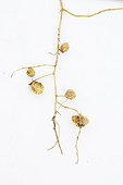 Root nodules on common vetch roots