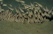Striped catfish foraging Red Sea Egypt