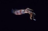Squid in Red Sea Egypt
