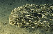 Striped catfish foraging Red Sea Egypt