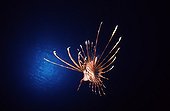 Red Lionfish in the Red Sea in Egypt