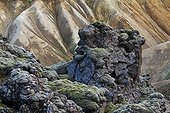 Moss on vitreous obsidian Landmannalaugar Iceland