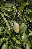 Mangoes on the tree in New Caledonia