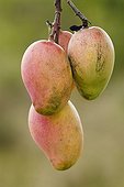 Mangoes on the tree in New Caledonia