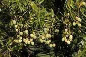 Mangoes on the tree New Caledonia 