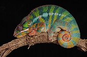 Male panther chameleon on a black background