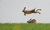 Jumps & courtship behaviour of Brown hares in spring France