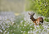 Young stag in a field of Dandelions France
