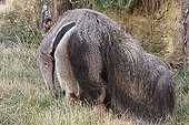 Giant Anteater smelling the ground Doué la Fontaine Biopark