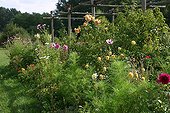 Dahlia and rose-trees in bloom in a garden