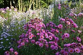 Aster in bloom in a garden