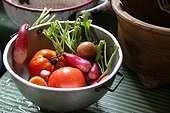 Harvest of tomatoes and radishes