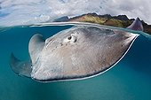 Pink whipray swimming in a lagoon French Polynesia