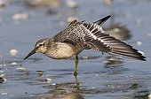 Red Knot on the foreshore stretching Britain France