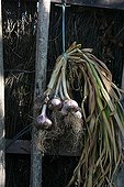Drying onions in a garden