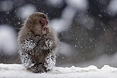 Japanese macaque in snow Shiga Kogen Japan 