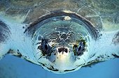Olive Ridley Turtle, , Brazil