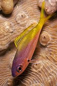 Night Color of Yellowback Fusilier, Raja Ampat, West Papua, Indonesia