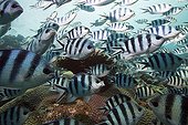 Shoal of Scissor-tail Sergeant, Beqa Lagoon, Viti Levu, Fiji