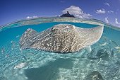 Tahitian Stingray, Bora Bora, French Polynesia
