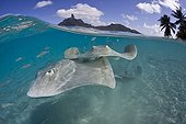 Tahitian Stingrays, Bora Bora, French Polynesia