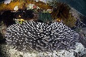 School of Striped Eel Catfish, Raja Ampat, West Papua, Indonesia