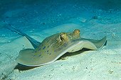 Bluespotted Ribbontail Ray, Similan Islands, Thailand