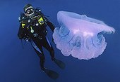 Rebreather Diver and Crown Jellyfish, Truk Lagoon, Micronesia, Pacific Ocean, Chuuk