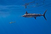Blue Marlin, Kona Coast, Big Island, Hawaii, USA