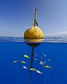 Golden Trevally surrounds Buoy, Kona Coast, Big Island, Hawaii, USA