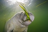 Manatee feeding on Seagrass, Crystal River, Florida, USA