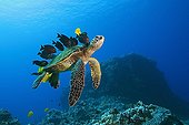 Green Sea Turtle cleaned by Tangs, Big Island, Hawaii, USA