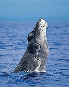 Rorqual à bosse ; Breaching Humpback Whale, Hawaii, USA
