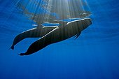 Couple of Short-finned Pilot Whale, Big Island, Hawaii