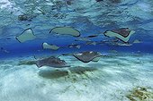 Group of Southern Stingrays, Sandbar, Grand Cayman, Cayman Islands