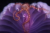 Brittle Star on Sea Pen, Komodo, Indonesia