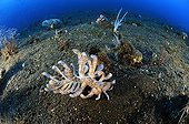 Solar powered Nudibranch, Alam Batu House Reef, Bali, Indonesia