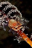 Squat Lobster on Sea Pen, Tulamben, Bali, Indonesia