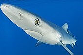 Blue Shark, Condor Bank, Faial, Azores, Atlantic Ocean, Portugal