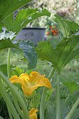 Zucchini in bloom in a kitchen garden