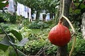 Potimarron squash in a kichen garden