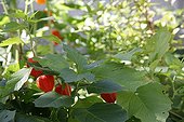 Chinese lanterns in a kichen garden