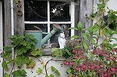 Hydrangea and Virgia creeper in front of a window